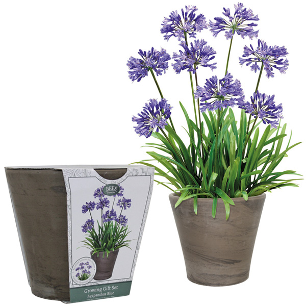 Agapanthus Blue